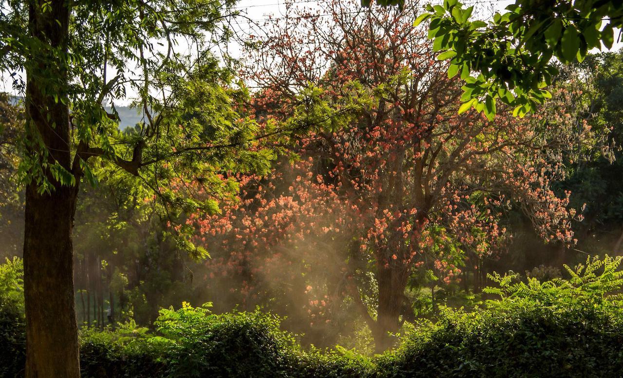 Kigongoni Lodge Arusha Nkoanrua Zewnętrze zdjęcie